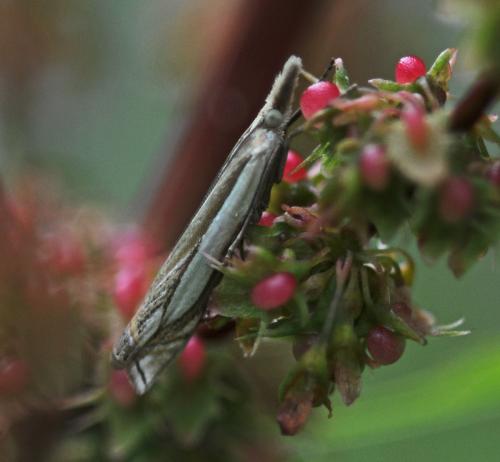 Réf. 325 729 : Crambus pascuella
